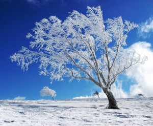 Winter