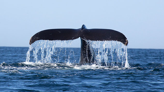 Whale-Tail-680x380