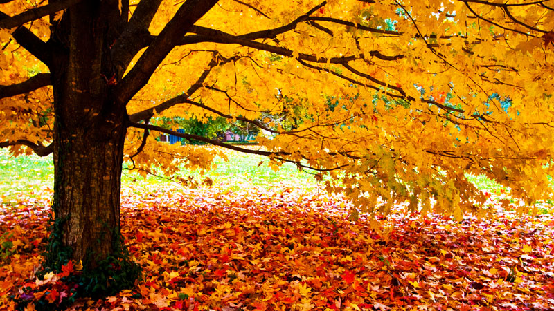 Fall-Leaves-Trees