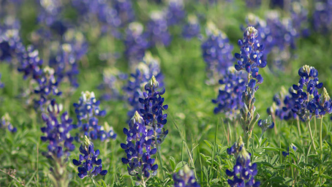 Field-of-Bluebonnets