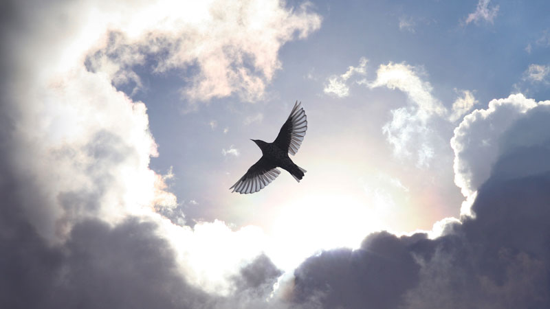 Bird-in-the-sky