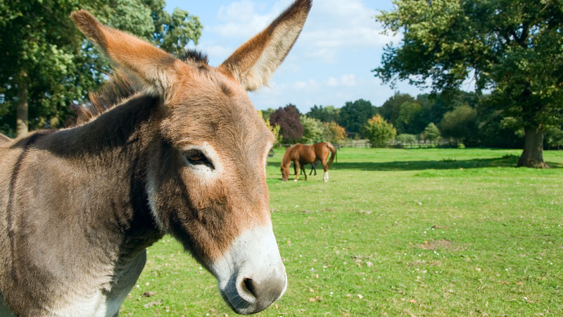 Donkey – Algiers United Methodist Church